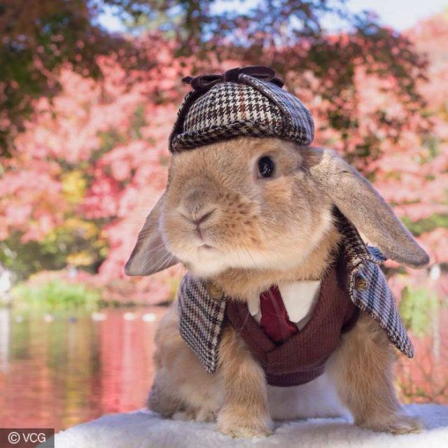 This cute stylish Bunny named PuiPui will take your heart away!