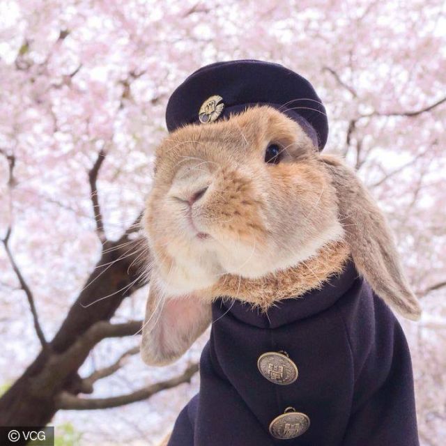 This cute stylish Bunny named PuiPui will take your heart away!