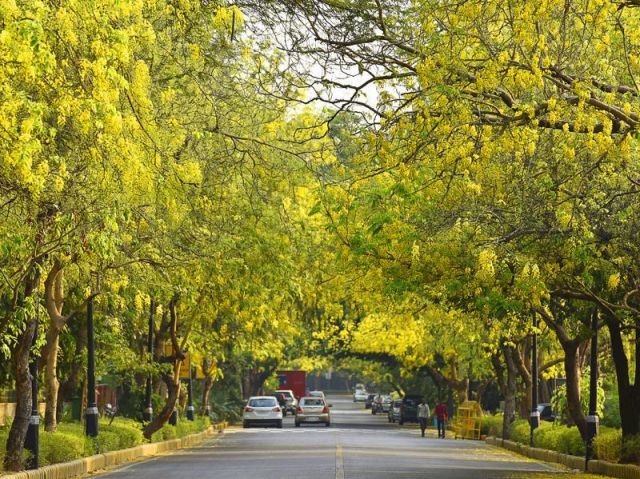 Glimpses of Indian summer.Amaltas,Gulmohar in complete blossom in Delhi