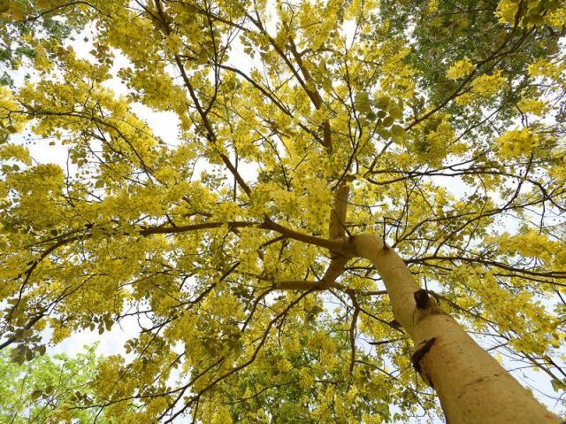 Glimpses of Indian summer.Amaltas,Gulmohar in complete blossom in Delhi