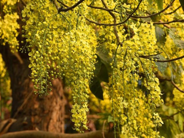 Glimpses of Indian summer.Amaltas,Gulmohar in complete blossom in Delhi