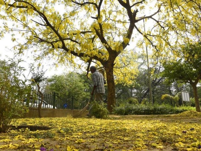 Glimpses of Indian summer.Amaltas,Gulmohar in complete blossom in Delhi