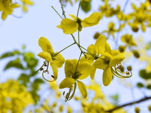 Glimpses of Indian summer.Amaltas,Gulmohar in complete blossom in Delhi