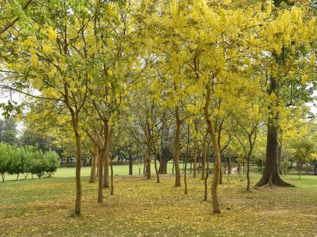 Glimpses of Indian summer.Amaltas,Gulmohar in complete blossom in Delhi