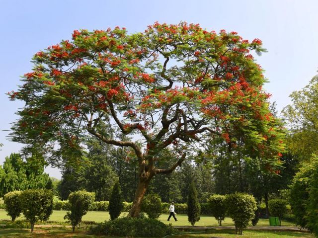 Glimpses of Indian summer.Amaltas,Gulmohar in complete blossom in Delhi