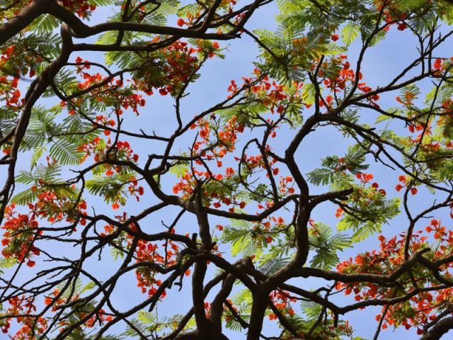 Glimpses of Indian summer.Amaltas,Gulmohar in complete blossom in Delhi