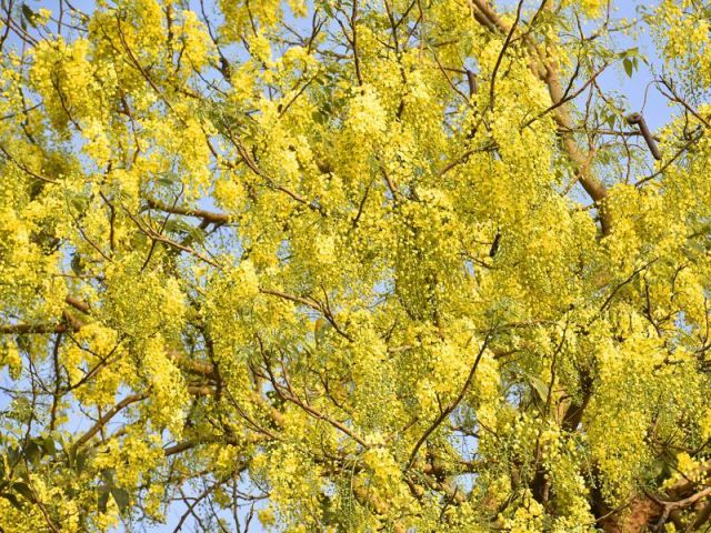 Glimpses of Indian summer.Amaltas,Gulmohar in complete blossom in Delhi