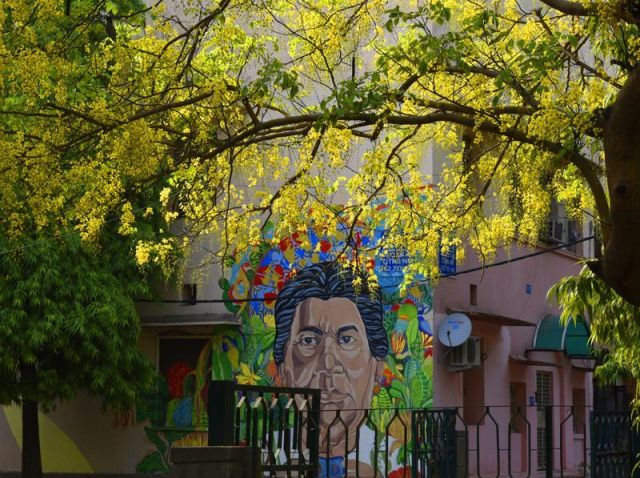 Glimpses of Indian summer.Amaltas,Gulmohar in complete blossom in Delhi