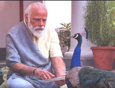 प्रधानमंत्री मोदी ने पीएम आवास में मोर को खिलाया दाना, वीडियो हुआ वायरल