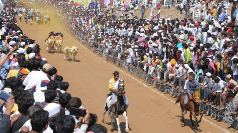 NCP MP rides on horse in bullock cart race, there is a ruckus, know why?