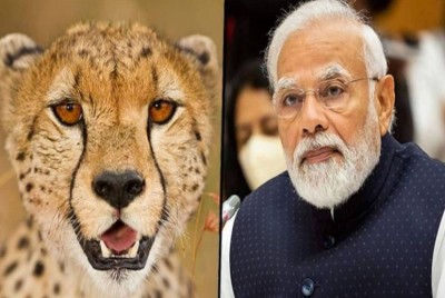 'भारत की वन्यजीव विविधता को मिला बढ़ावा', 12 चीतों के MP आने पर बोले PM मोदी