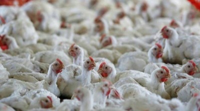 Madhya Pradesh government strict on bird flu, meat shops will be closed