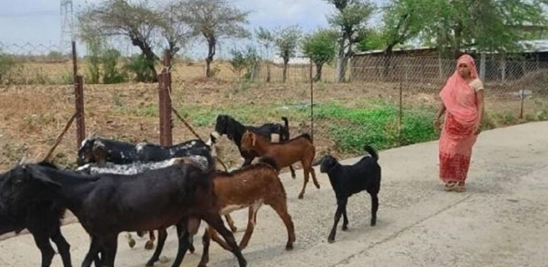 MP: Woman who grazes goat becomes sarpanch