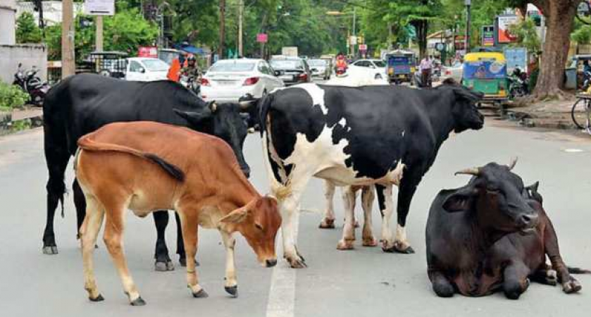 मवेशियों को खुला छोड़ना पशु मालिकों को पड़ेगा भारी, गलती करने पर देना होगा जुर्माना