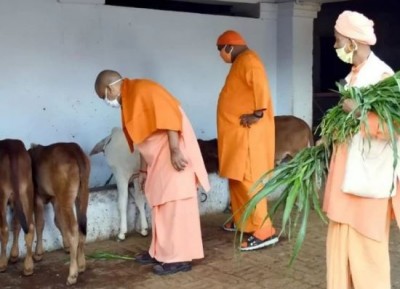 CM Yogi is staying away from the election, spending time in service of cows