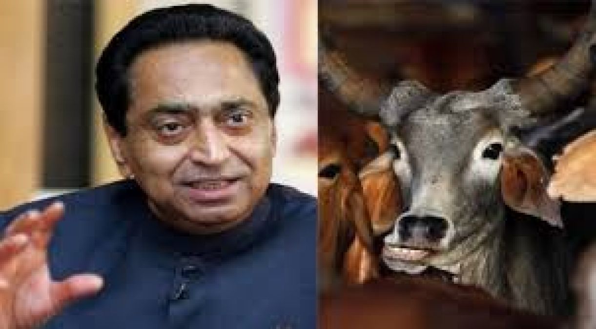 MP: Digvijay gave advice on cow protection, CM Kamal Nath counted him his works!