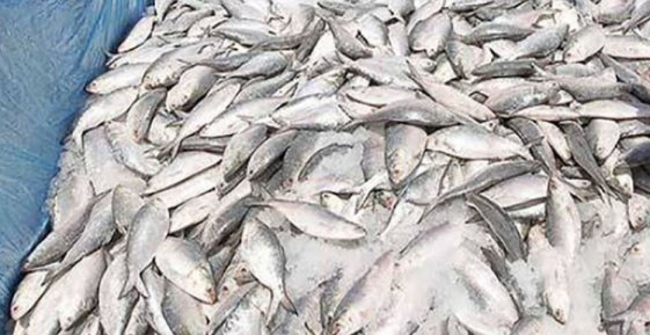 अनोखे अंदाज में मनेगा PM मोदी का जन्मदिन, बटेगी 720 किलो मछली