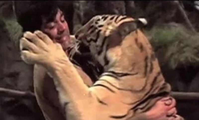 When Bollywood stars clashed with Cheetahs and lions, from Dharmendra to Karisma Kapoor included