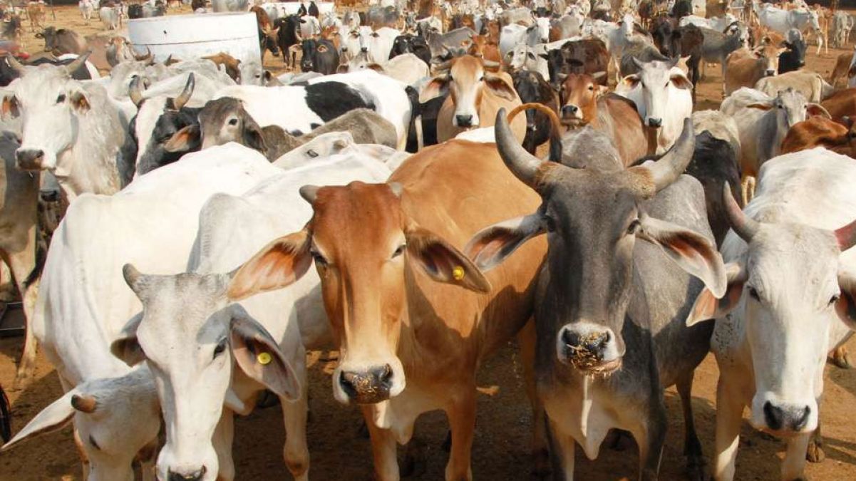 Madhya Pradesh: Hindu-Muslims to build cows' hospital, will set an example for humanity
