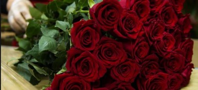 Roses are beneficial for everything from mouth ulcers to cholera
