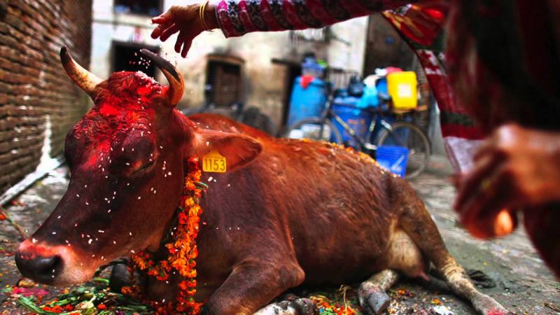 कटाक्ष: दिल्ली गौशाला में 36 गायों ने की सामूहिक आत्महत्या