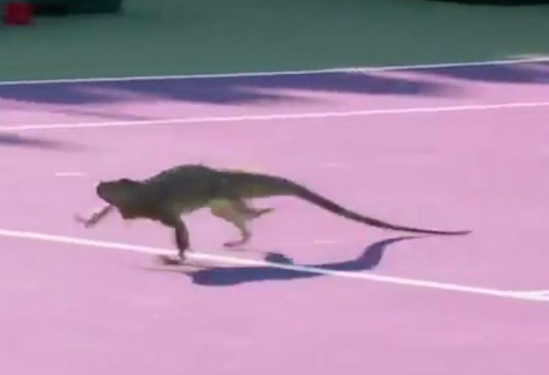 Miami Open Tennis Match: टेनिस स्कोरबोर्ड  पर चढ़ा इगुआना, कुछ समय तक रोकना पड़ा मैच