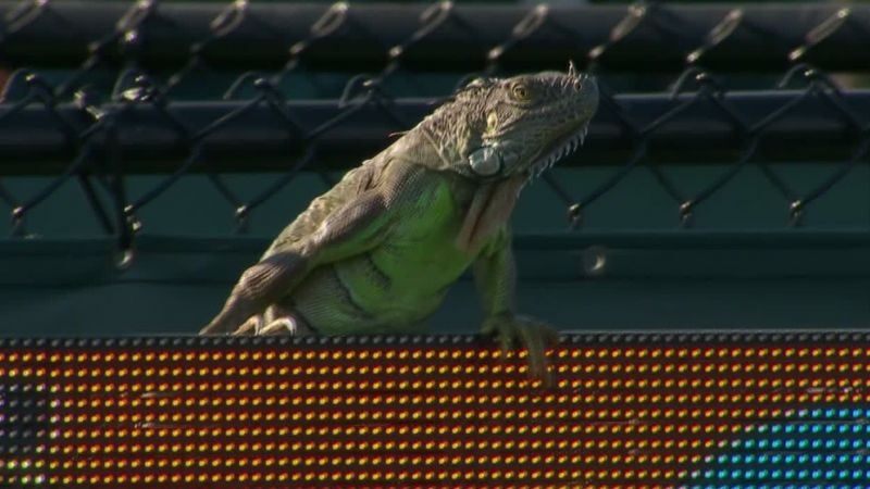 Miami Open Tennis Match: टेनिस स्कोरबोर्ड  पर चढ़ा इगुआना, कुछ समय तक रोकना पड़ा मैच