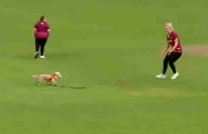 VIDEO: मैच के बीच कुत्ते की एंट्री, बॉल मुँह में लेकर फील्डर्स से लगवाई दौड़