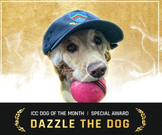 The dog who entered the field got ICC Award