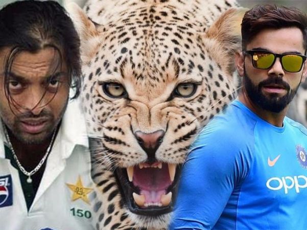“Kohli is the new cheetah because he chase faster than him”: Shoaib Akhtar