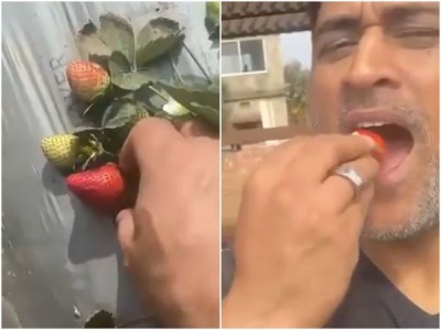 MS Dhoni can't stop eating strawberries at his farm