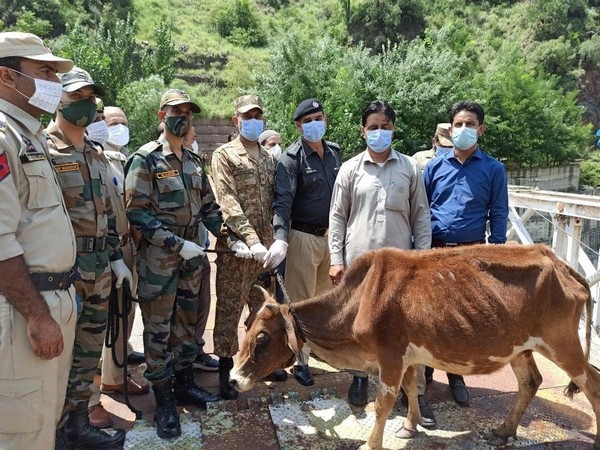 What A Peace beam! Indian Army Returns Cattle Of POK