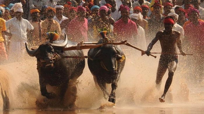 Karnataka legislature approved Kambala and Bullock Cart as legal