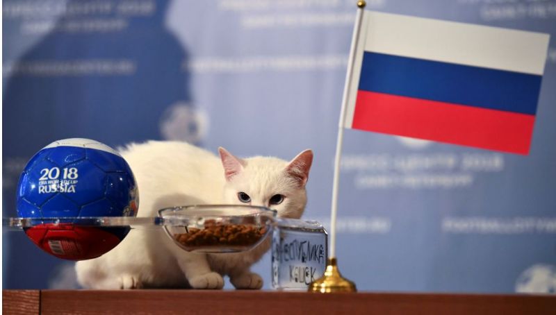 FIFA World Cup 2018 :Clairvoyant Cat predicts, Russia will win first match