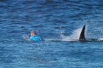 वर्ल्ड चैंपियन सर्फर फैनिंग ने शार्क को पीटकर बचाई जान