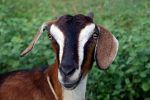घोर कलियुग: बकरी के साथ हुई गैंगरेप की घटना