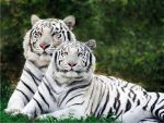 मध्यप्रदेश में 3 अप्रैल से शुरु होगी दुनिया का पहली सफेद बाघ सफारी