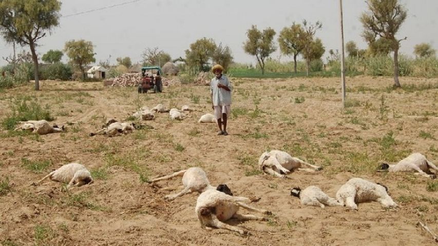 कृषि फार्म पर कटी हुई फसल खाकर भेंड़ बकरियों की हो गई मौत