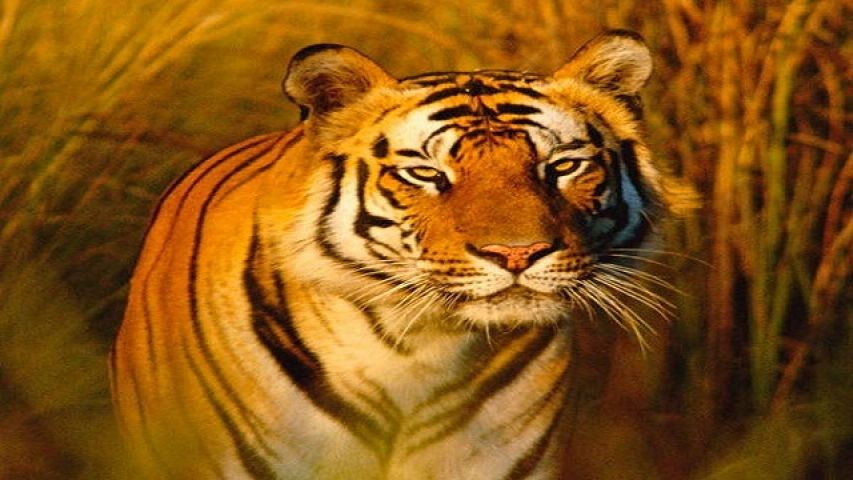 भारत में नही रुक रहा है बाघों की मौत का सिलसिला, 10 महीने में गई 13 की जान