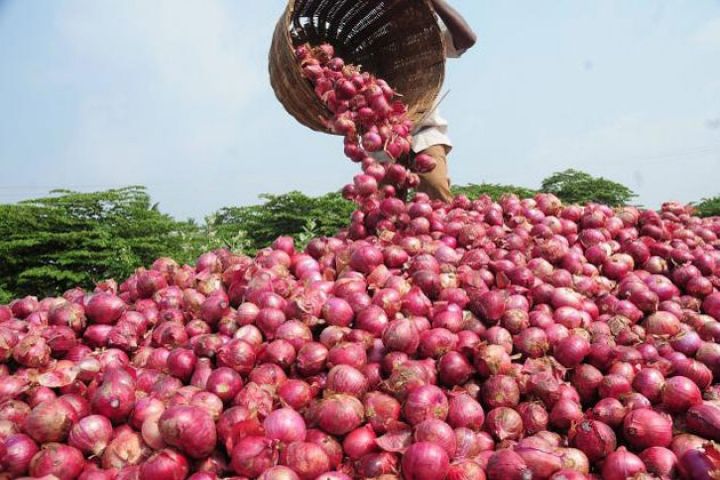 मुख्यमंत्री द्वारा किसानों से ख़रीदा गया हज़ारो टन प्याज़ अद्धिकारियों के लिए बना मुसीबत : मध्यप्रदेश