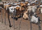 गौशाला में गायों की मौत पर सरकार ने दिया जवाब