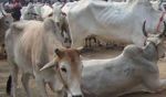 छत्तीसगढ़ के कांकेर गौशाला में प्रबंधन की लापरवाही से गायों की हुई मौत