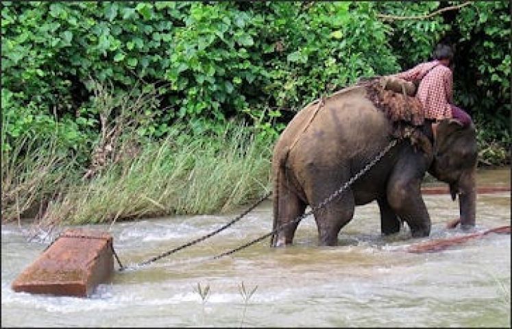 हाथियों के साथ क्रूरता पूर्ण व्यवहार के लिए मिलेगी सख्त सजा
