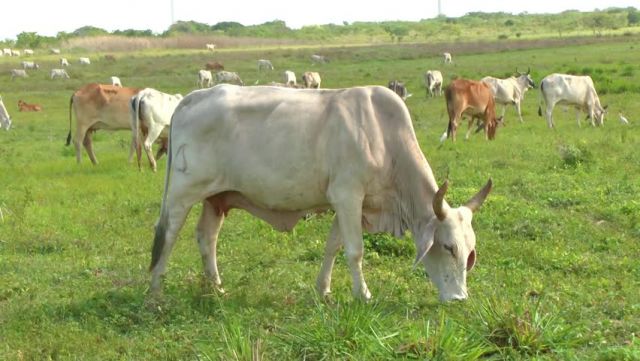 गाय की मौत से हुए विवाद में दो लोगों की हत्या
