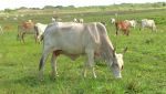 गाय की मौत से हुए विवाद में दो लोगों की हत्या