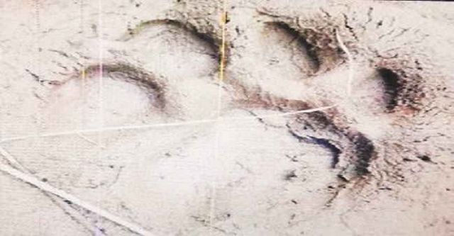 लेदिहरवा सरेह में दिखा बाघ, ग्रामीणों ने ली पदचिन्ह की तस्वीर