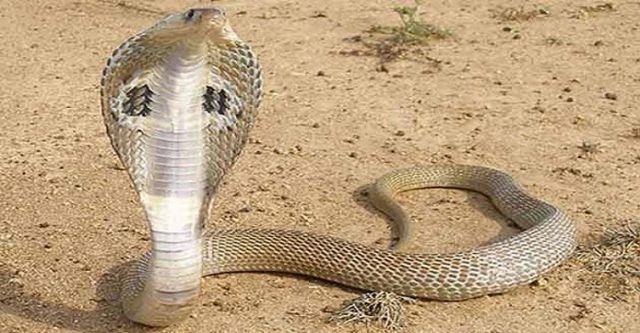लड़की के सीने पर कुंडली मार कर बैठा था कोबरा  मां ने दिखाई सतर्कता