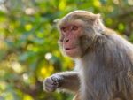 Panic of monkeys in Bareilly, many people were bitten and injured