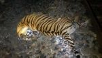 ट्रैन की टक्कर से हुई बाघ की मौत