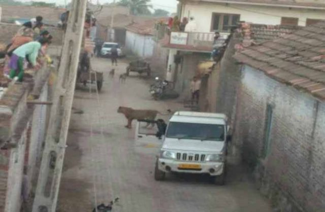 गांव की गलियों में घूमी शेरनी, गाय को निगल लिया